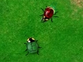 Beetle Wars online oynamaq