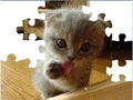 Cute Cat Puzzle online oynamaq