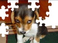 Cute Dog Puzzle online oynamaq