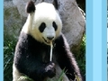 Panda puzzle online oynamaq