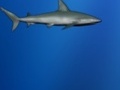 Lost Shark online oynamaq