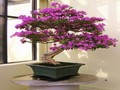 Bougainvillea puzzle online oynamaq