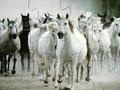 White Horse Jigsaw online oynamaq